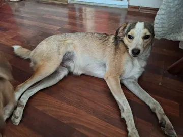 Phoenix, rescuehund i Rumänien, bild 29
