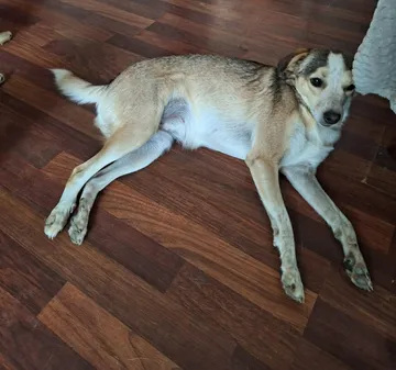 Phoenix, rescuehund i Rumänien, bild 30