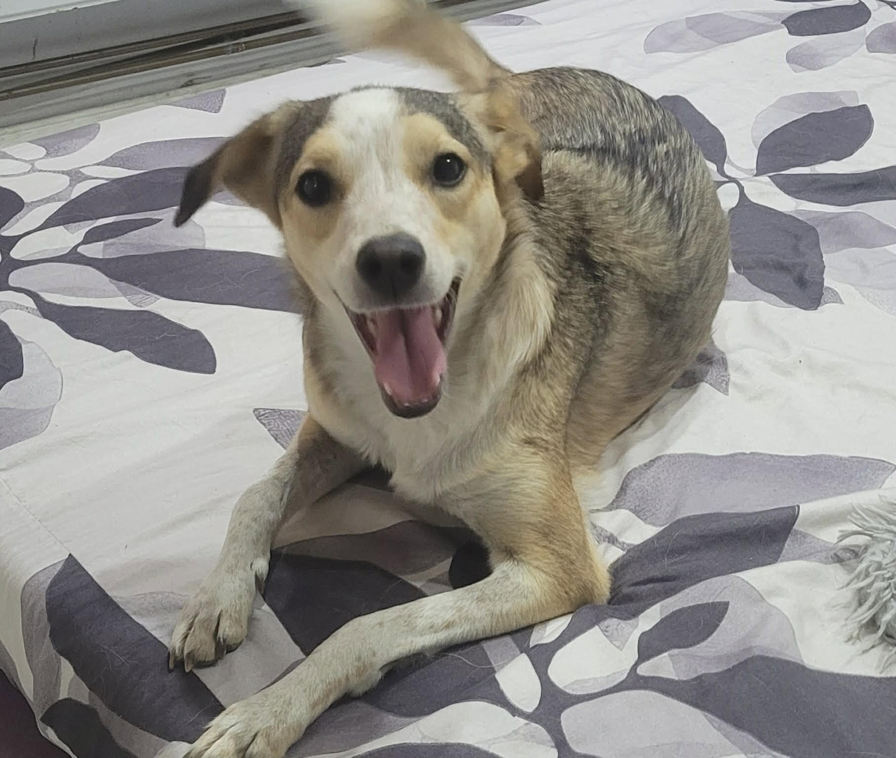 Phoenix, rescuehund i Rumänien, bild 1