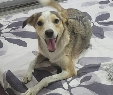 Phoenix, rescuehund i Rumänien, bild 1