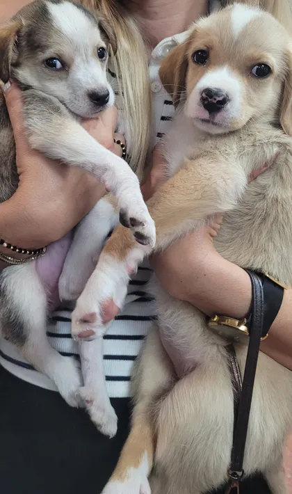 Phoenix, rescuehund i Rumänien, bild 1