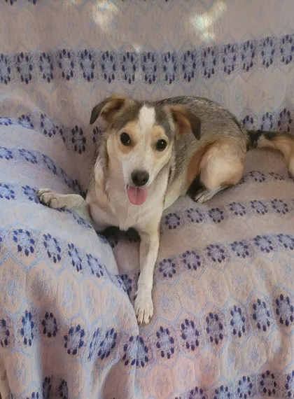 Phoenix, rescuehund i Rumänien, bild 2