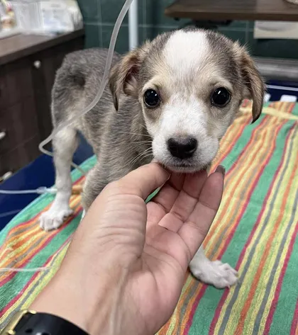Phoenix, rescuehund i Rumänien, bild 3