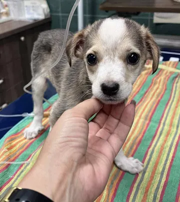 Phoenix, rescuehund i Rumänien, bild 5