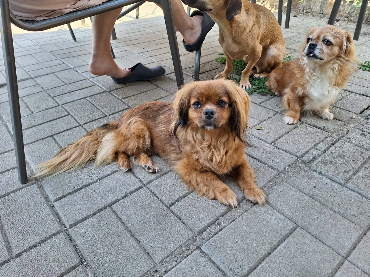 Pipa, tibetansk spaniel-mix som söker hem via Ohana Rescue och finns i Rumänien