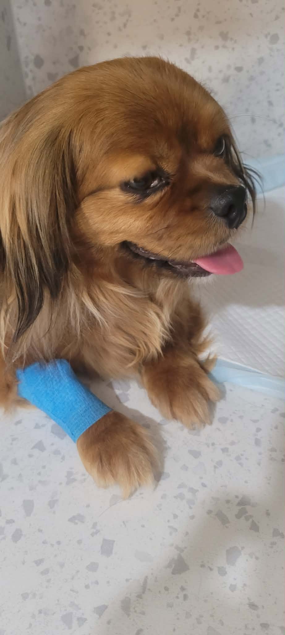 Pipa, rescuehund i Rumänien, bild 1