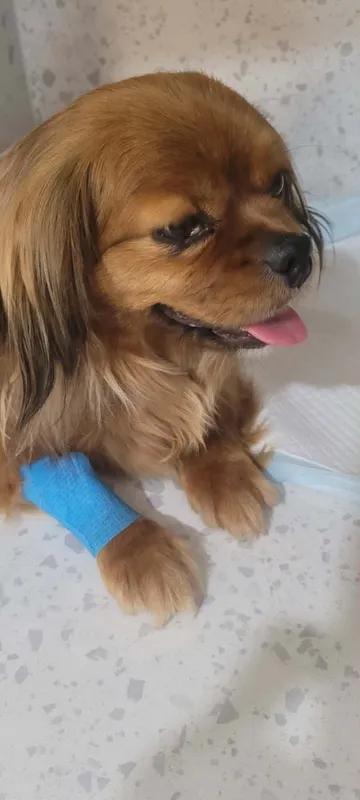 Pipa, rescuehund i Rumänien, bild 1