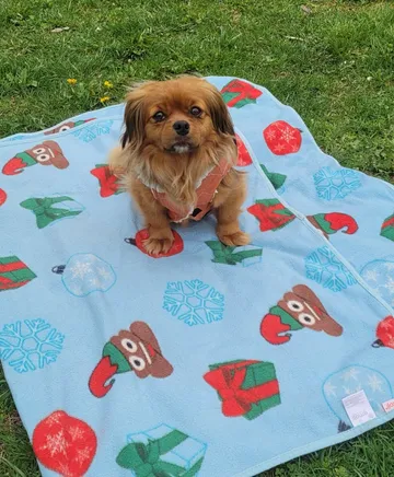 Pipa, rescuehund i Rumänien, bild 3