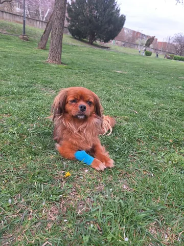 Pipa, rescuehund i Rumänien, bild 4