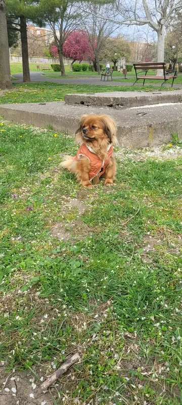 Pipa, rescuehund i Rumänien, bild 5