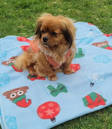 Pipa, rescuehund i Rumänien, bild 6
