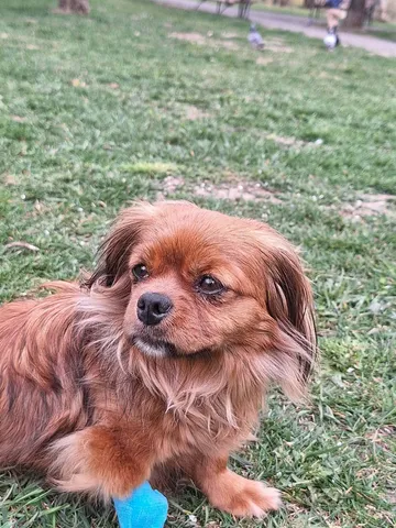 Pipa, rescuehund i Rumänien, bild 7