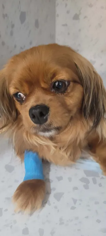 Pipa, rescuehund i Rumänien, bild 9