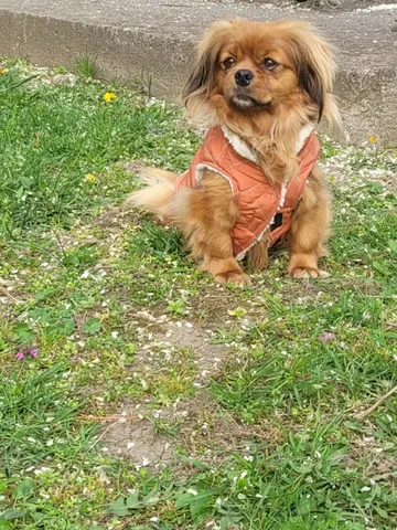 Pipa, rescuehund i Rumänien, bild 10