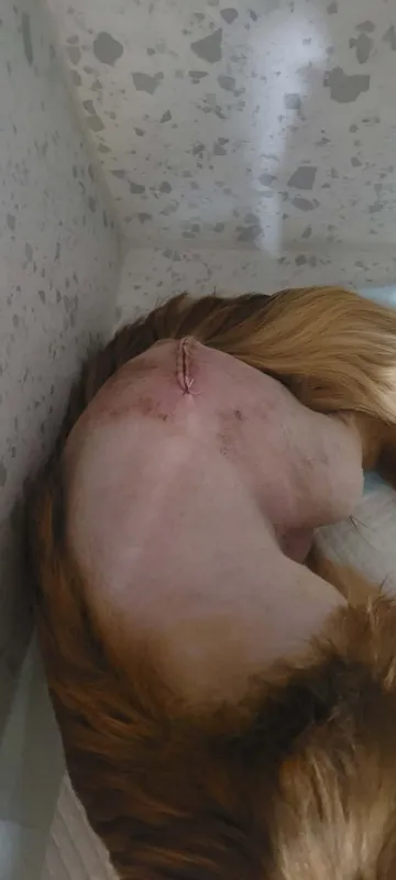 Pipa, rescuehund i Rumänien, bild 11