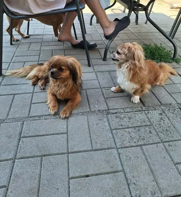 Pipa, rescuehund i Rumänien, bild 12