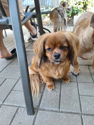 Pipa, rescuehund i Rumänien, bild 13