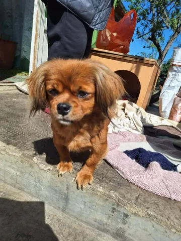 Pipa, rescuehund i Rumänien, bild 14