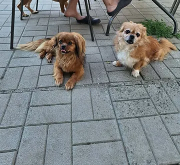 Pipa, rescuehund i Rumänien, bild 15