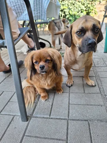 Pipa, rescuehund i Rumänien, bild 16