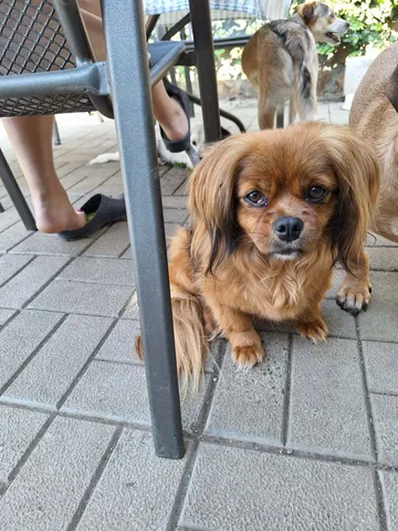 Pipa, rescuehund i Rumänien, bild 17