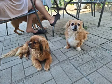 Pipa, rescuehund i Rumänien, bild 18
