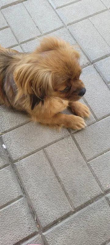 Pipa, rescuehund i Rumänien, bild 19