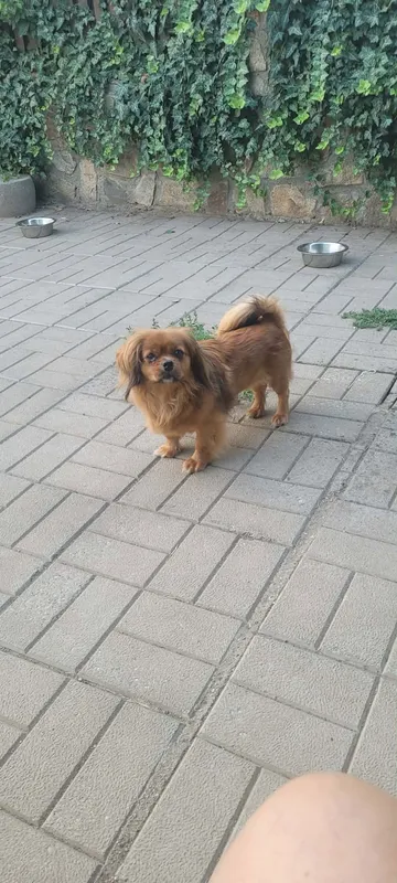 Pipa, rescuehund i Rumänien, bild 20