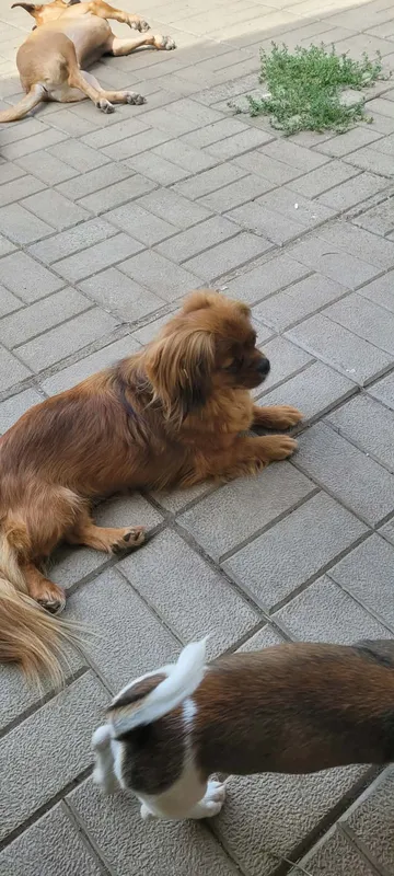 Pipa, rescuehund i Rumänien, bild 21