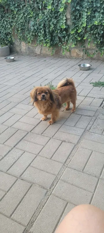 Pipa, rescuehund i Rumänien, bild 22