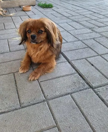 Pipa, rescuehund i Rumänien, bild 23