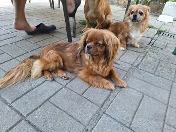 Pipa, rescuehund i Rumänien, bild 24
