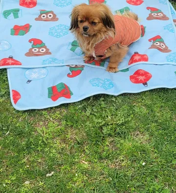 Pipa, rescuehund i Rumänien, bild 25