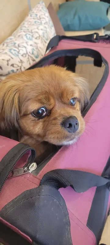 Pipa, rescuehund i Rumänien, bild 26