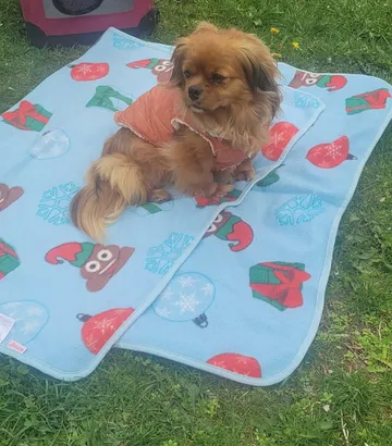 Pipa, rescuehund i Rumänien, bild 27