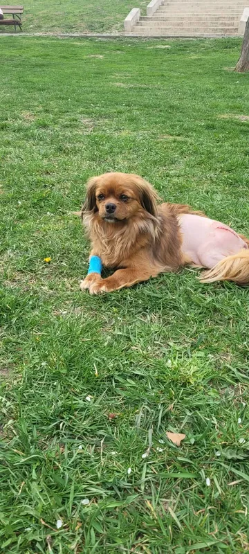 Pipa, rescuehund i Rumänien, bild 28