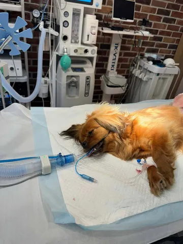 Pipa, rescuehund i Rumänien, bild 29