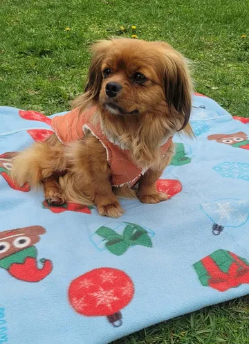 Pipa, rescuehund i Rumänien, bild 30