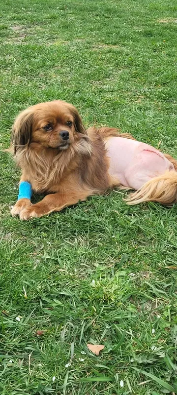 Pipa, rescuehund i Rumänien, bild 31