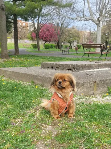 Pipa, rescuehund i Rumänien, bild 32