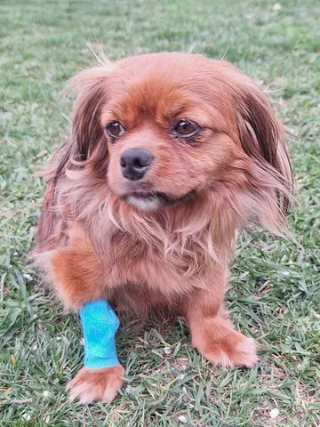 Pipa, rescuehund i Rumänien, bild 33