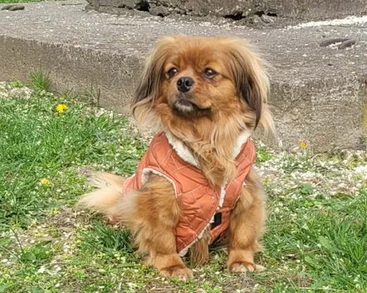 Pipa, tibetansk spaniel-mix som söker hem via Ohana Rescue och finns i Rumänien