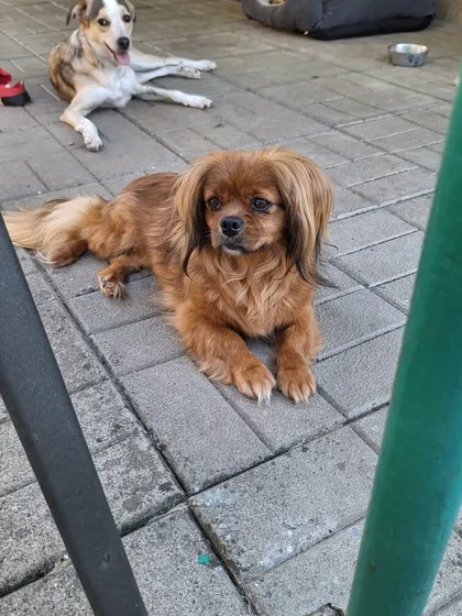 Pipa, rescuehund i Rumänien, bild 3