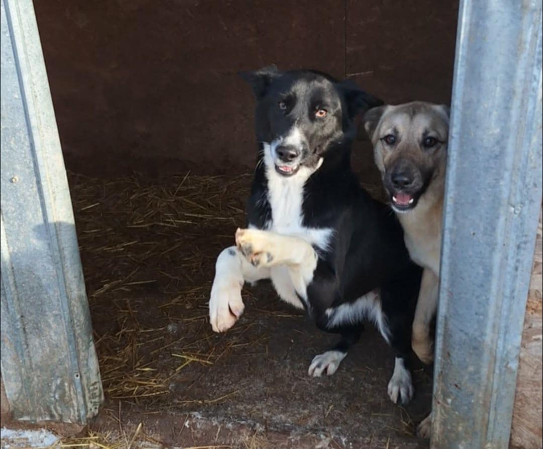 Princess, rescuehund i Rumänien, bild 1