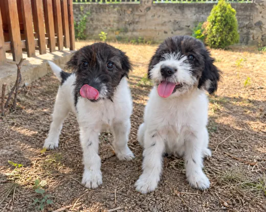 Fleur & Zena, blandras som söker hem via Ohana Rescue och finns i Rumänien