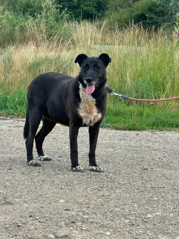 Raven, rescuehund i Rumänien, bild 1
