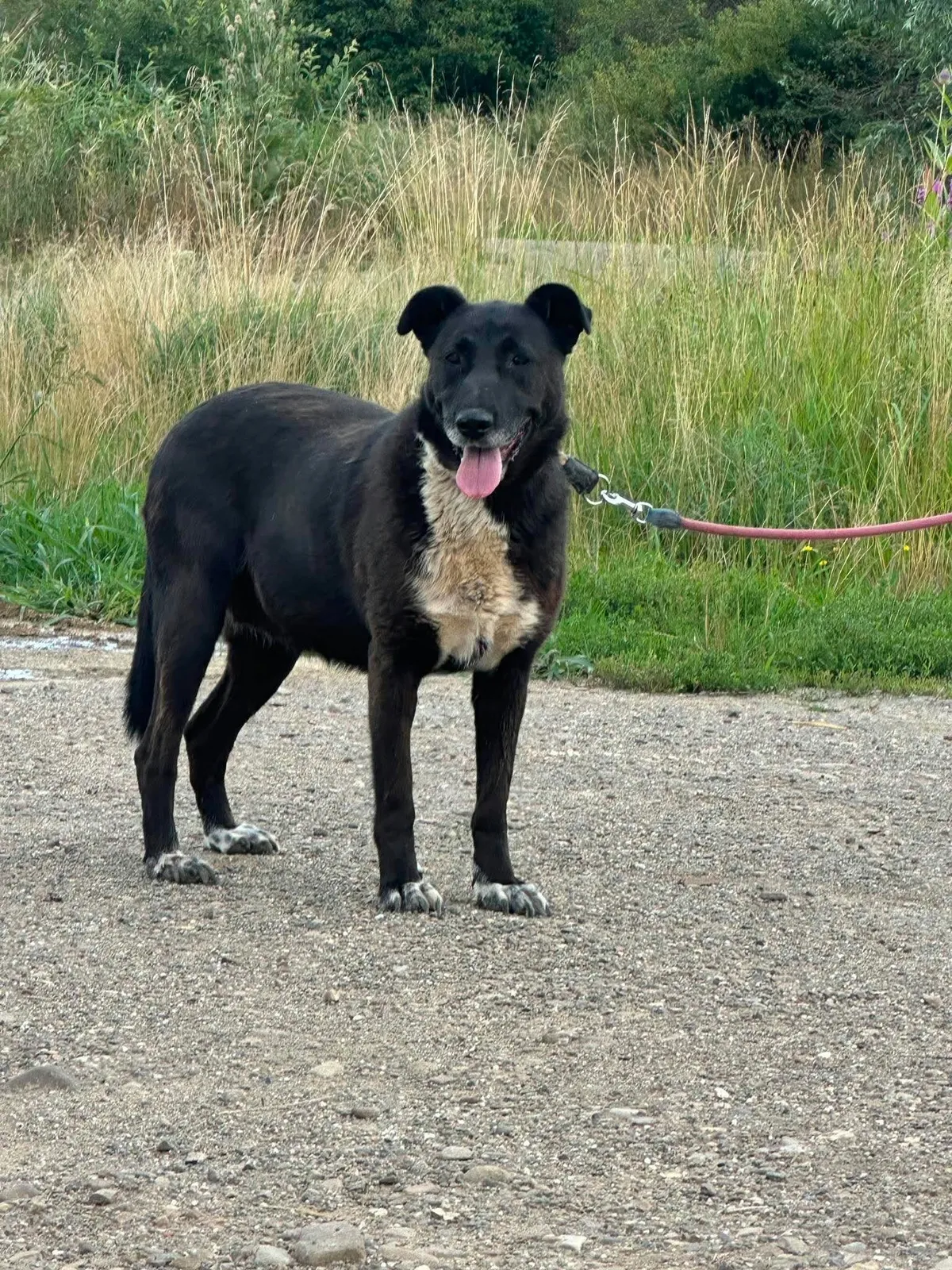 Raven, info kommer som söker hem via Ohana Rescue och finns i Rumänien