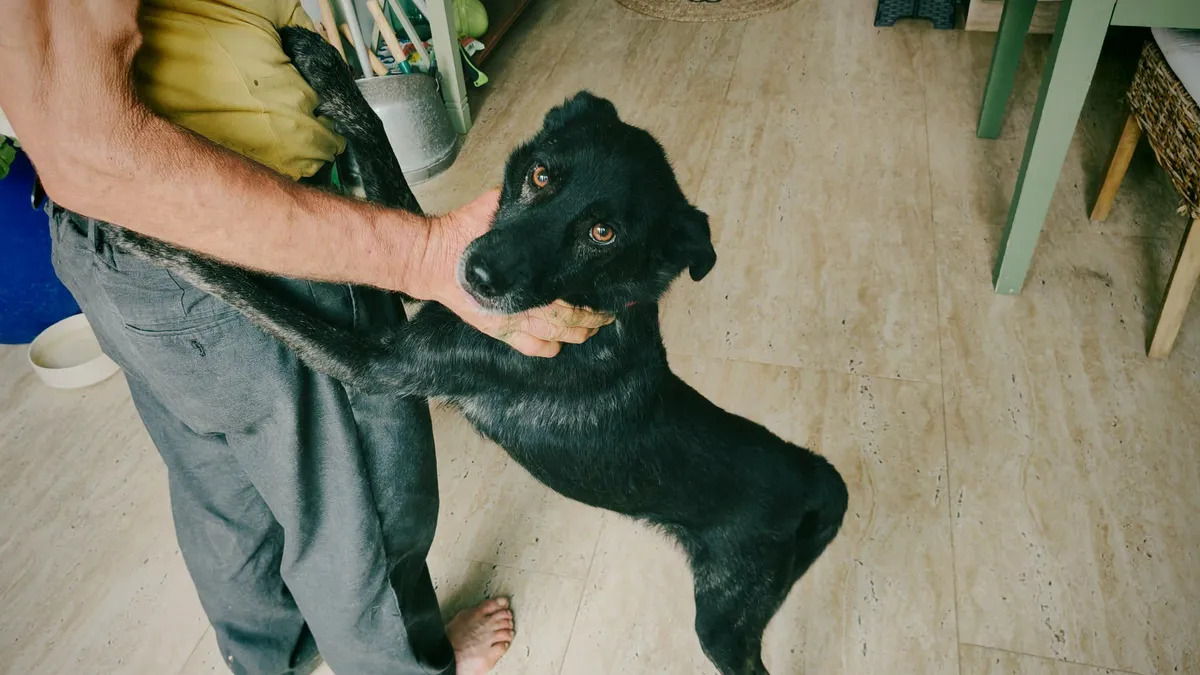 Rebel, blandras som söker hem via Ohana Rescue och finns i Rumänien