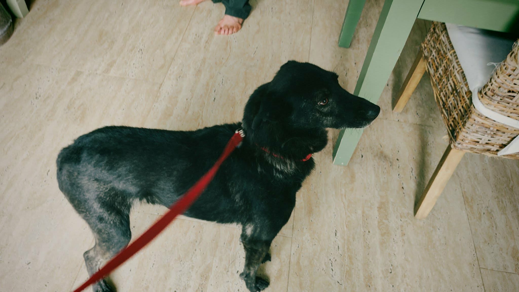 Rebel, rescuehund i Rumänien, bild 1