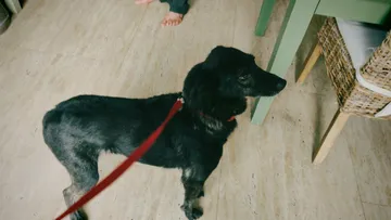 Rebel, rescuehund i Rumänien, bild 1